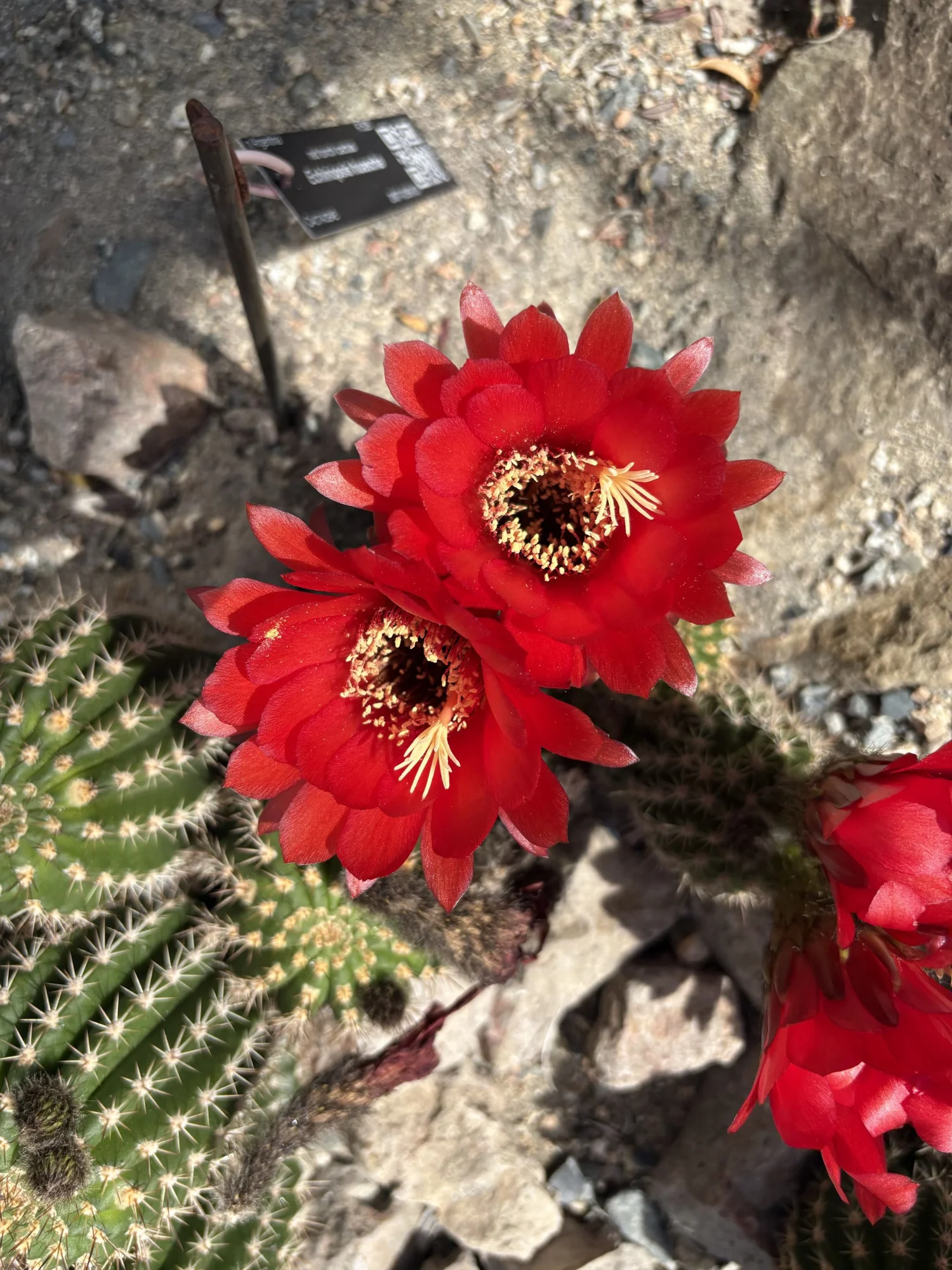 red cactus flower