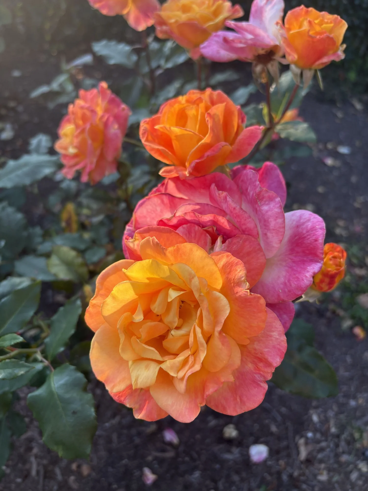 orange flower
