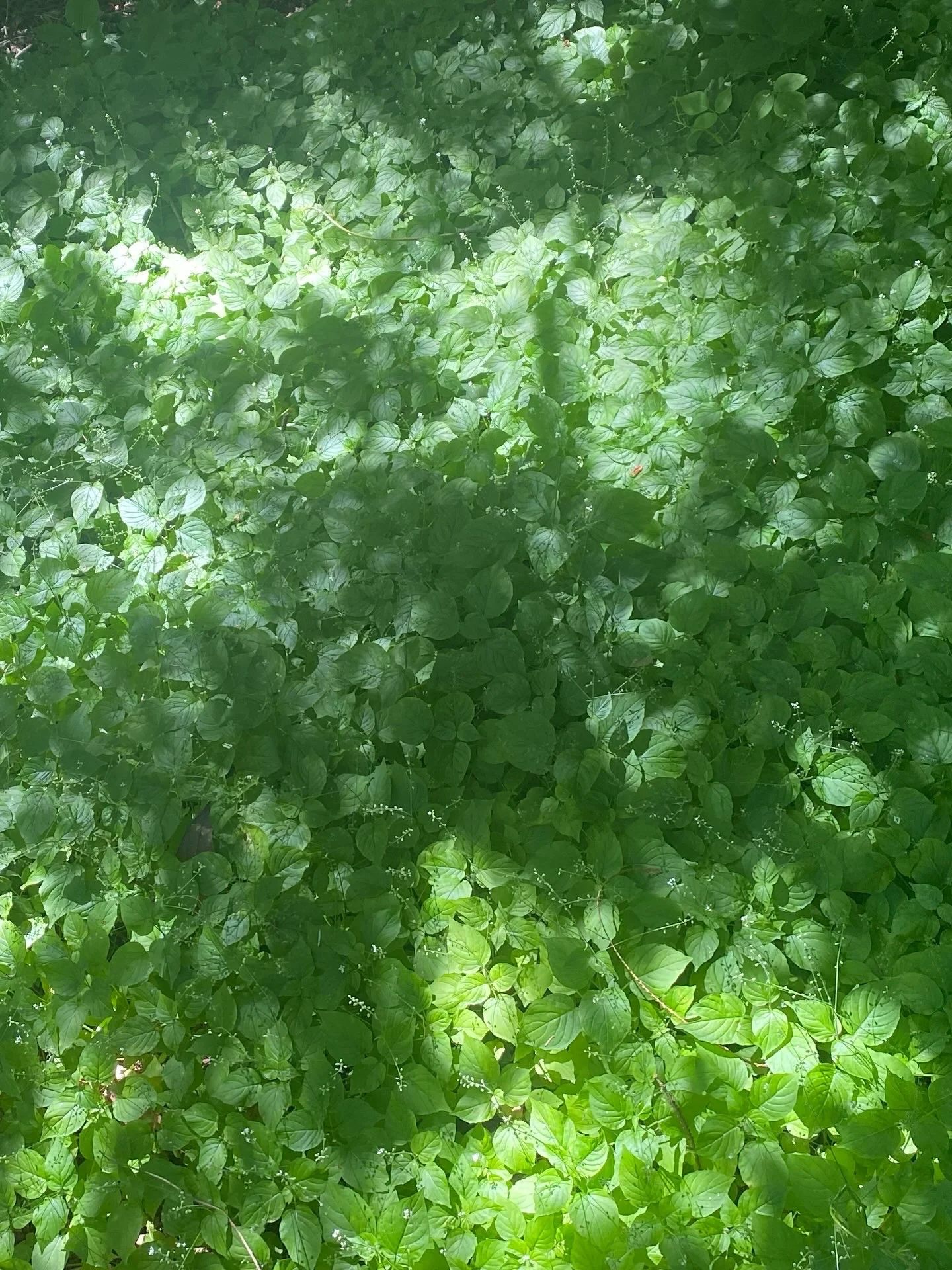 clover field