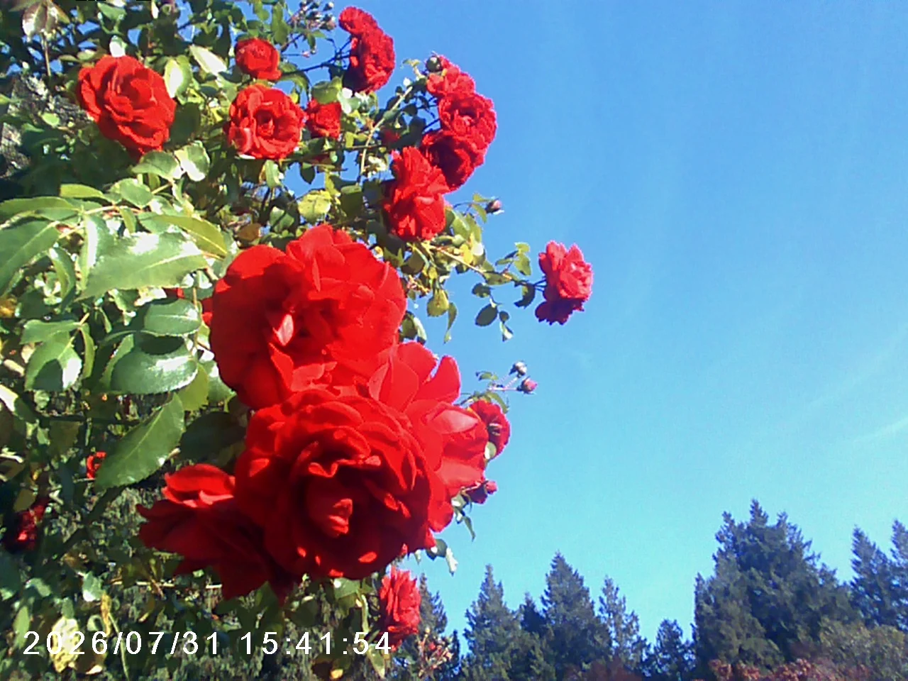 roses