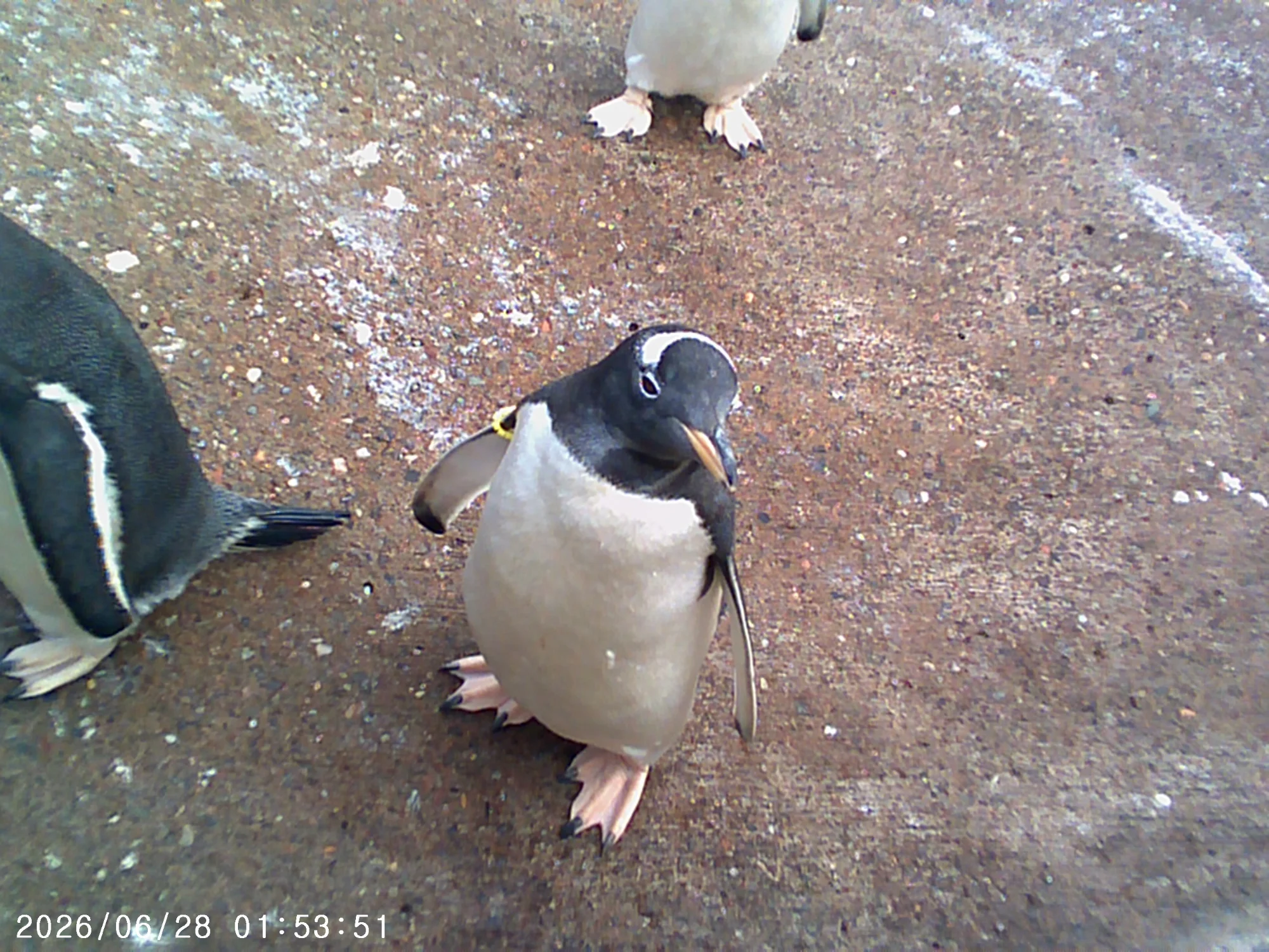 penguin