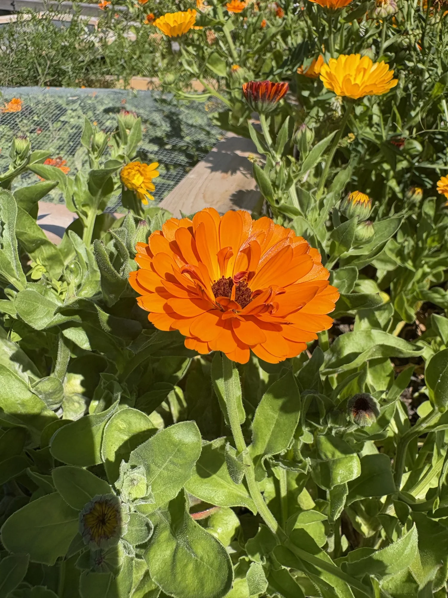 orange flower