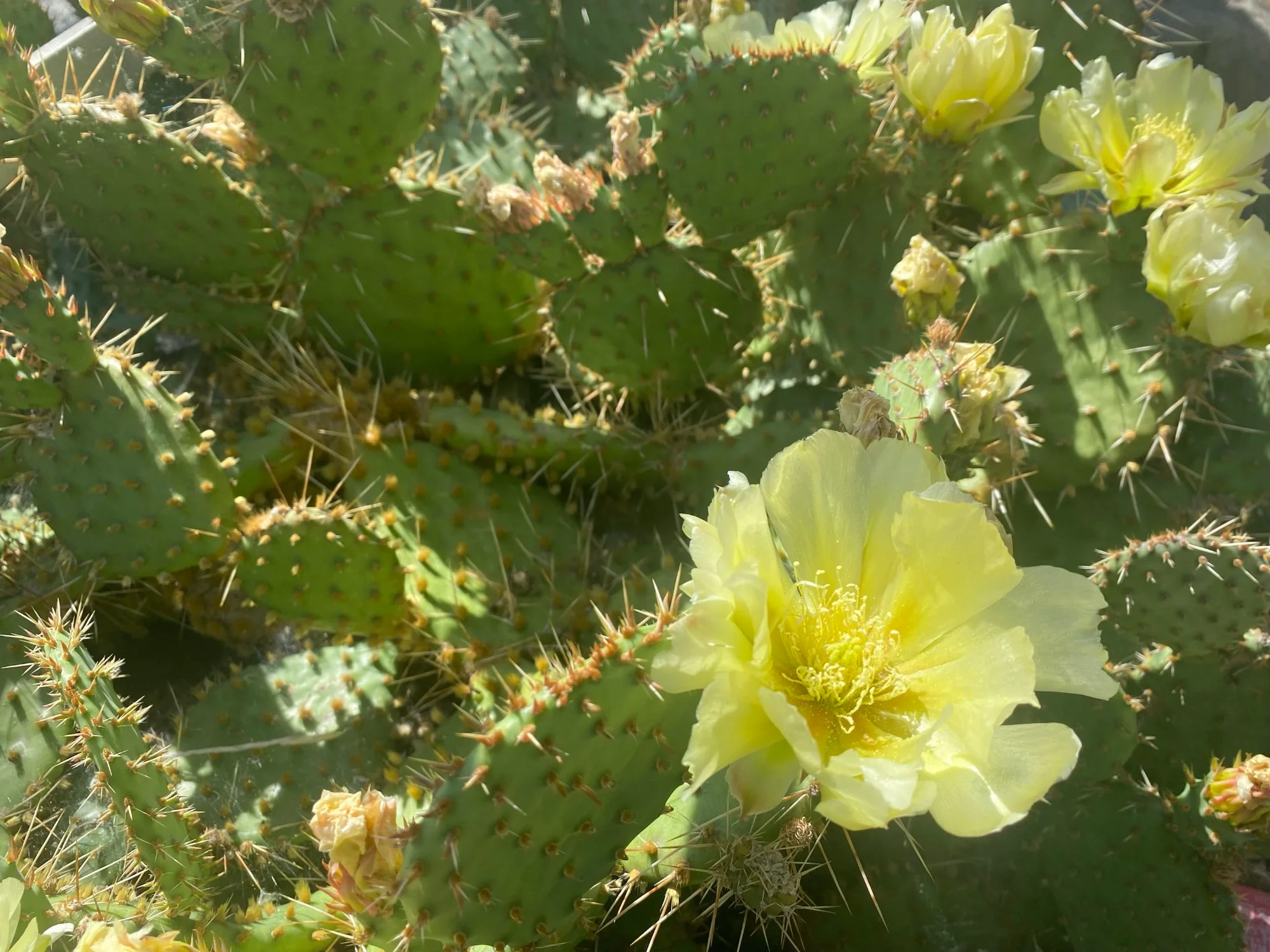 yellow cactus flower