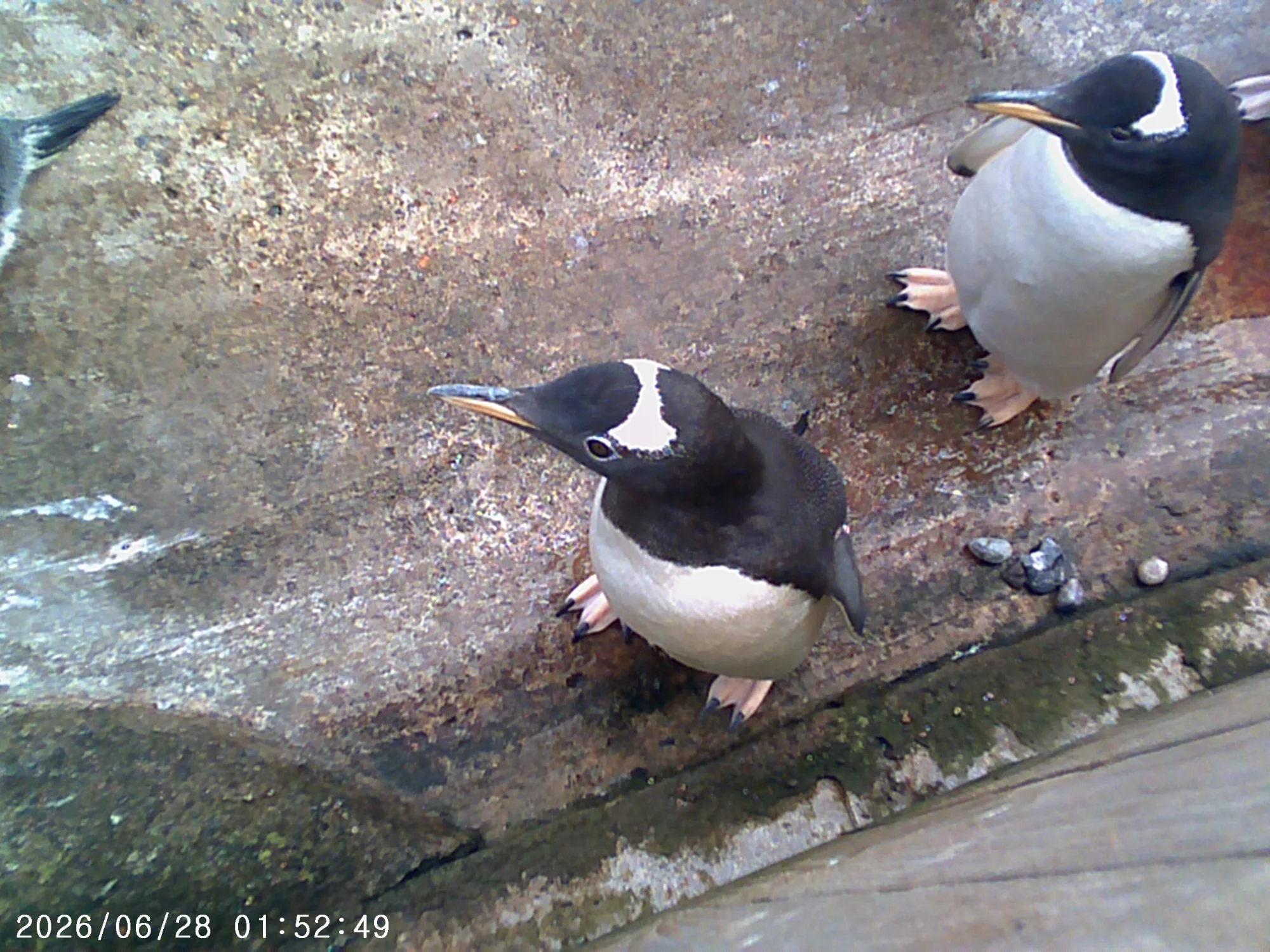 penguin